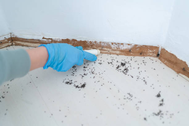 Best Rat Extermination Near Me  in Takoma Park, MD